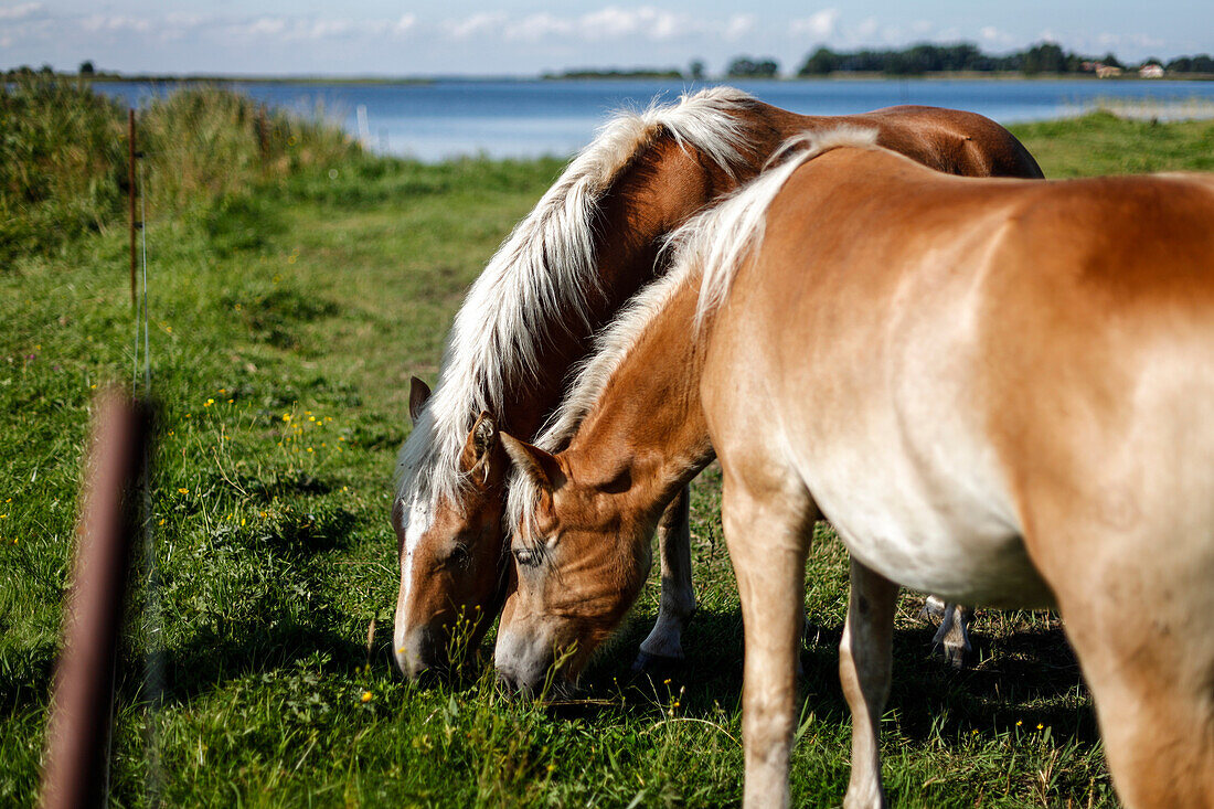 Zwei braune Pferde grasen, Bodden, Ostsee, Waase, Halbinsel Ummanz, Insel Rügen, Mecklenburg-Vorpommern, Deutschland