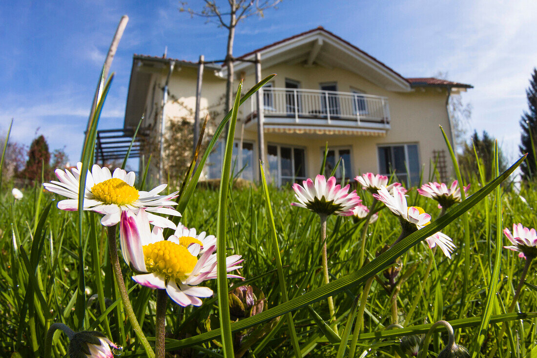 Gänseblümchen in in einer Wiese, Einfamilienhaus im Hintergrund, Bayern, Deutschland