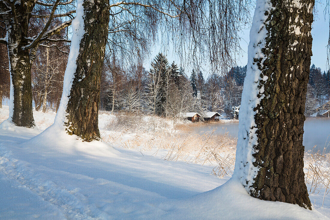 Birch-alley in snow, winterscenery near Uffing at lake Staffelsee, Upper Bavaria, Bavaria, Germany