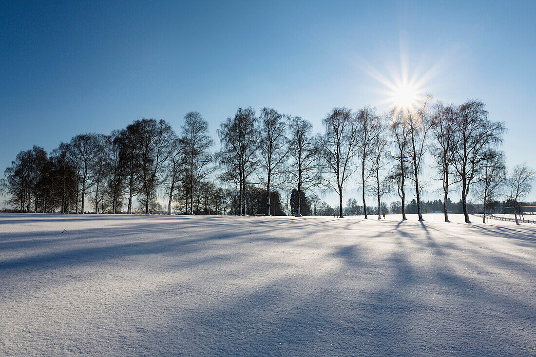 Birken-Alle im Schnee, Winterlandschaft bei Uffing am Staffelsee, Oberbayern, Bayern, Deutschland