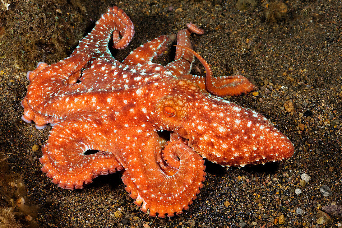 Indonesia, Komodo, Starry night octopus (Octopus luteus), tentacles curled over sandy seafloor.