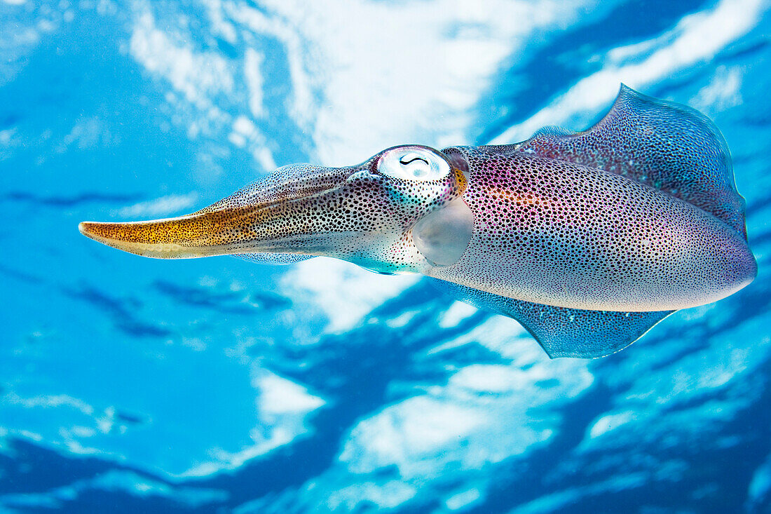Caribbean, Bonaire, Reef squid (sepioteuthis sepioidea).
