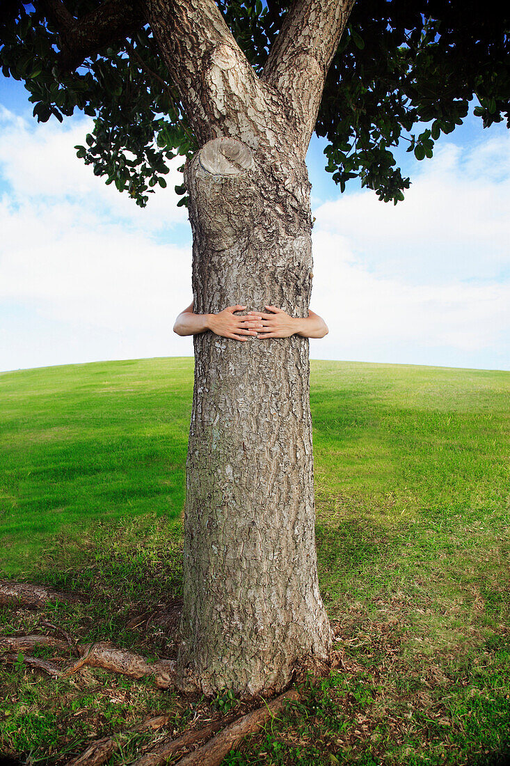 Hawaii, Oahu, Hands around the trunk of a tree.