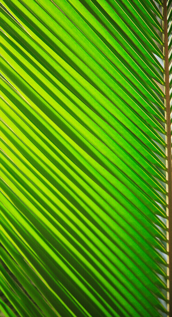 Graphic detail of coconut palm leaf.