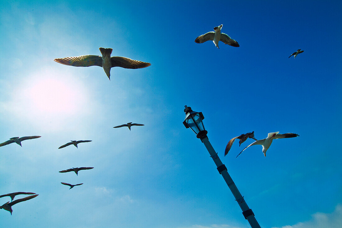 California, Santa Barbara, Seagulls flying overhead.