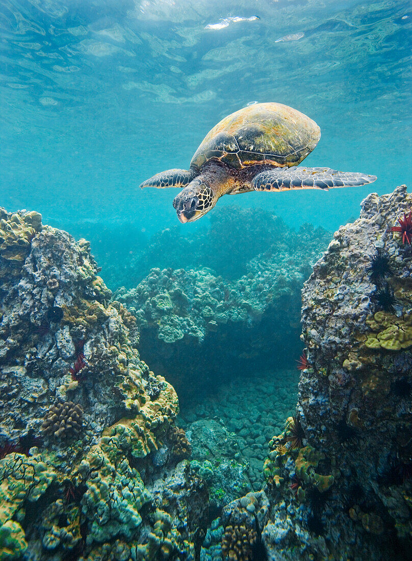 Hawaii, Green sea turtle (Chelonia mydas) an endangered species.