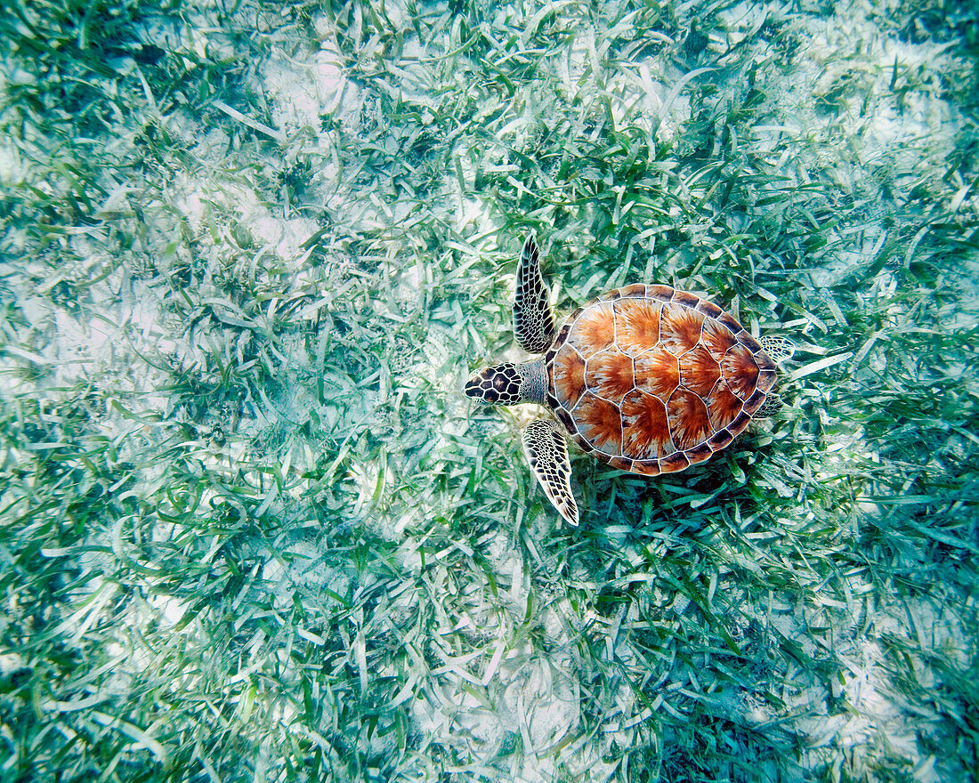 Hawaii, Green sea turtle (Chelonia mydas) an endangered species.