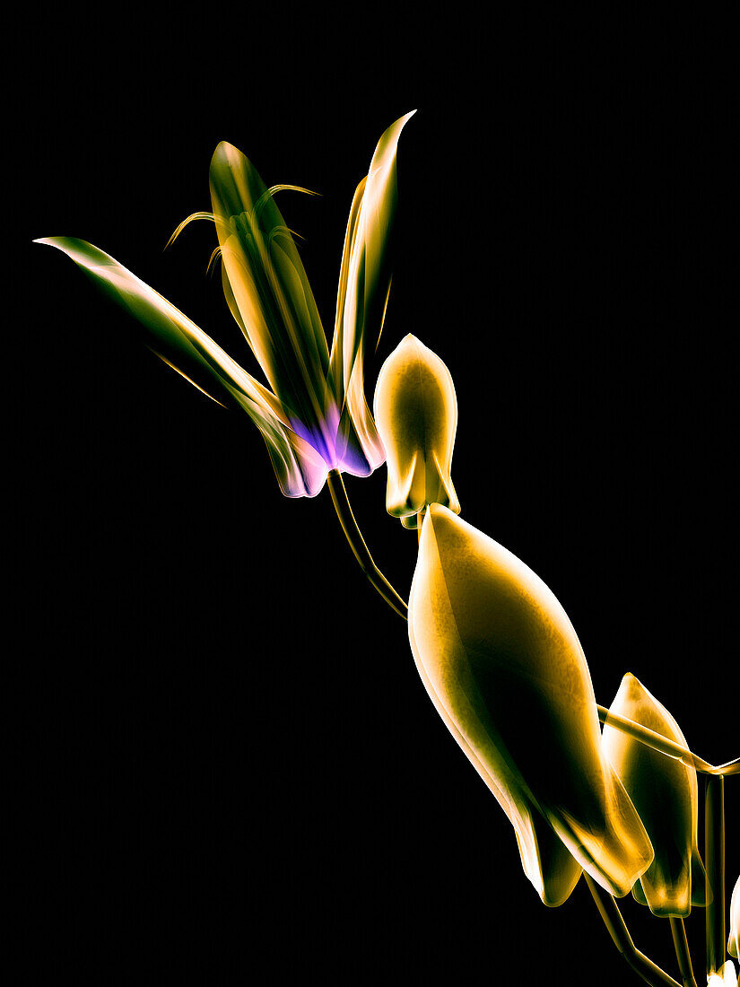 Botanical Study 1, Sheer representation of flower on black background (Photographic composition).
