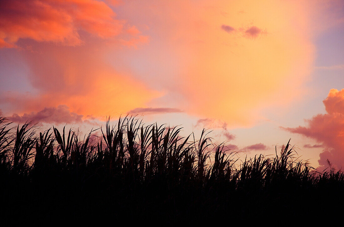 Hawaii, Kauai, Silhouette of grass against a sunsetting sky.