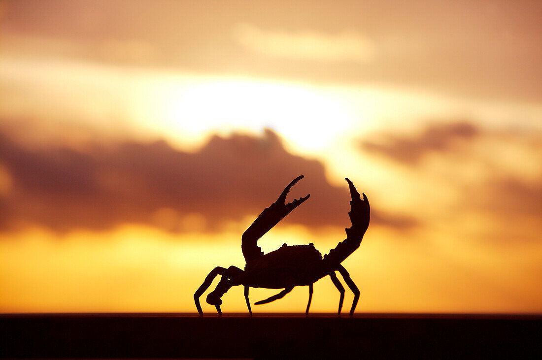 Mexico, Cabo San Lucas, Baja California Sur, Crab walking on railing in sunset.