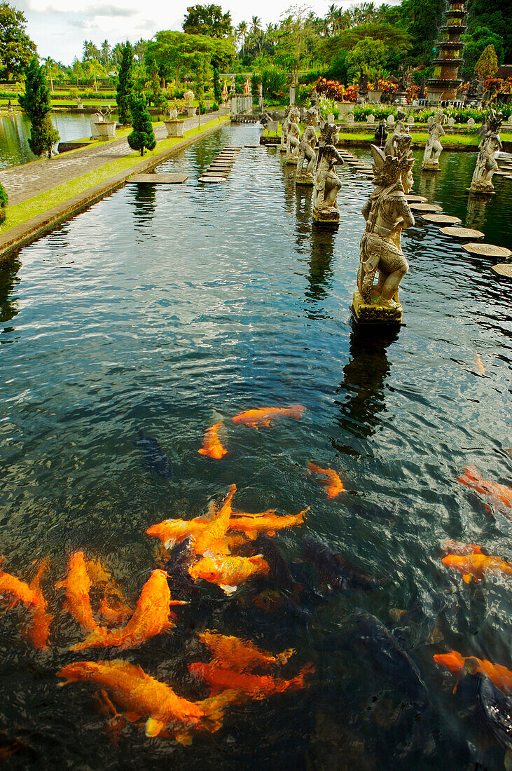 Indonesia, Bali, Karangasem, Tirtagangga Water Palace Gardens, koi fish in pond.