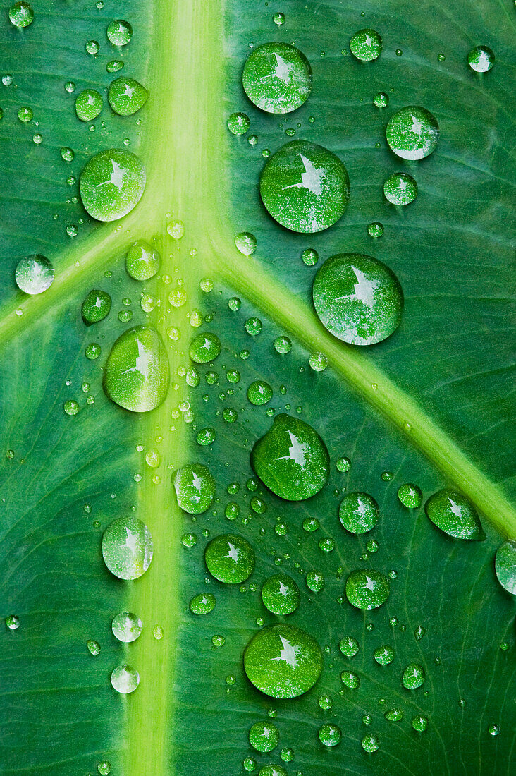 Hawaii, Big Island, Raindrops on Monsterra leaf.