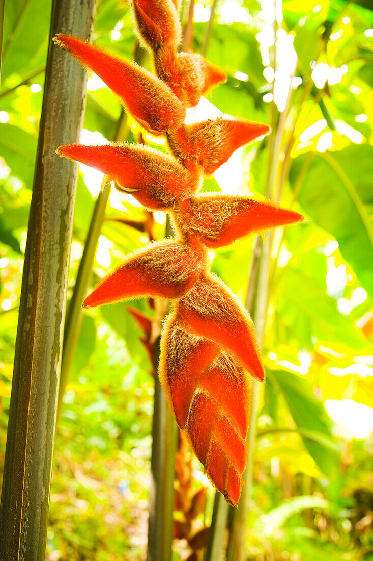 Hawaii, Oahu, Heliconia plant hanging.