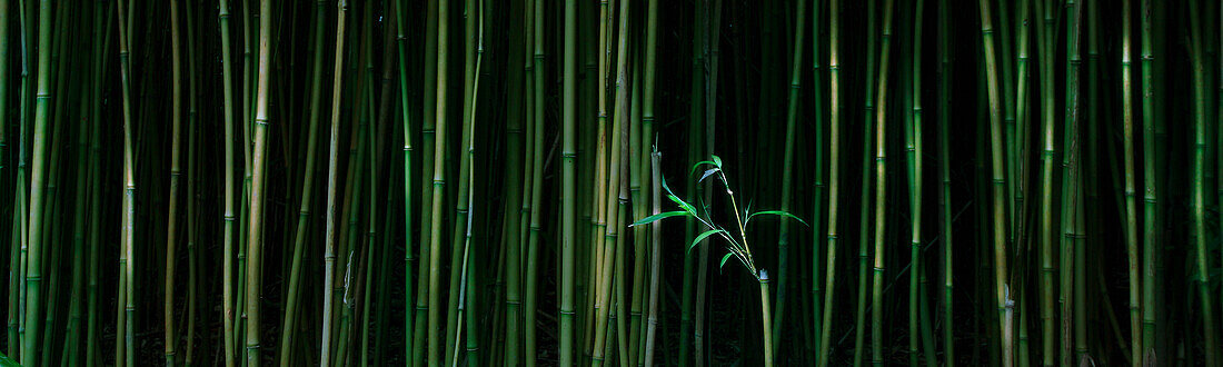 Hawaii, Maui, Bamboo Forest.