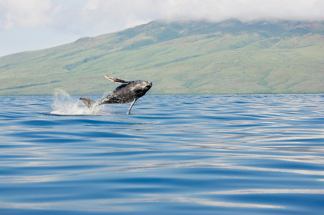 Hawaii, Maui, Humpback whale breaching with island in the background.