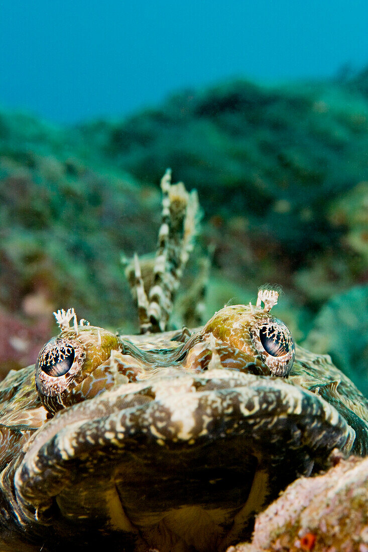 Micronesia, Yap, Crocodile fish (Cymbacephalus beauforti) looking at the camera, .