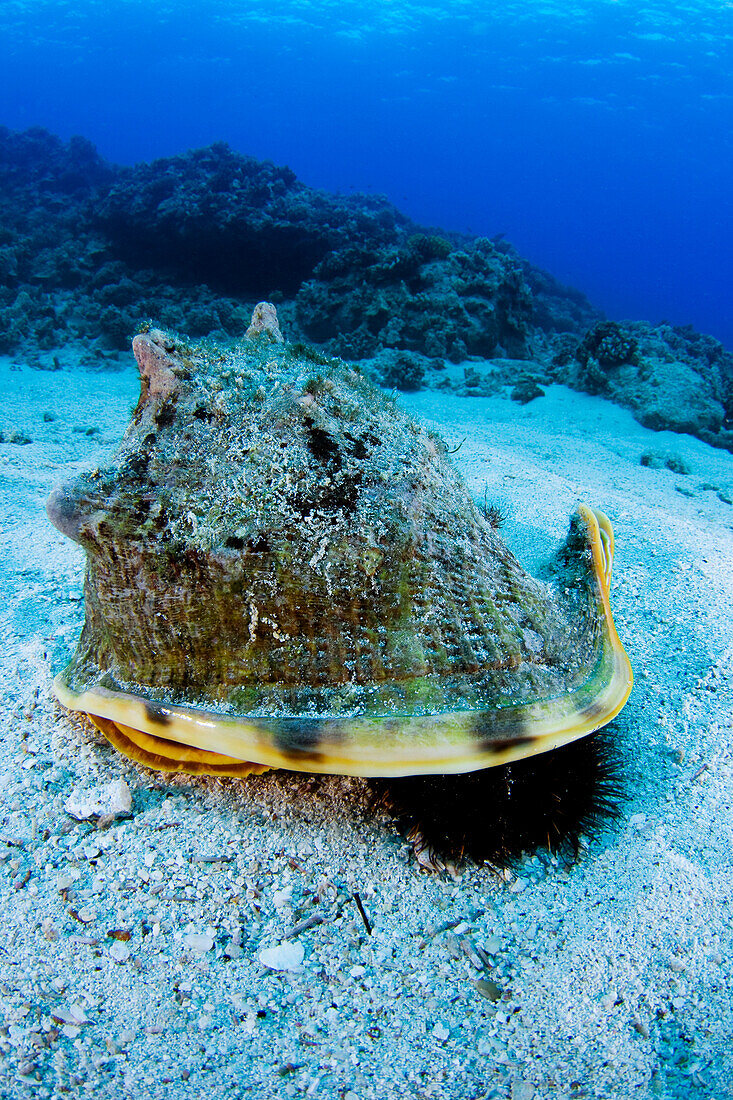 Hawaii, Horned helmet shell (cassis cornuta) capturing sea urchin on the sea floor.