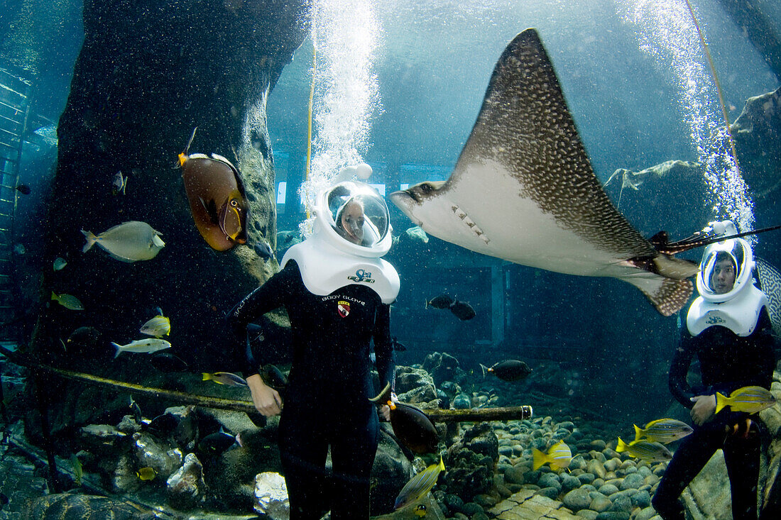 Hawaii, Oahu, Sea Life Park, People experiencing Underwater Sea Trek Adventure.