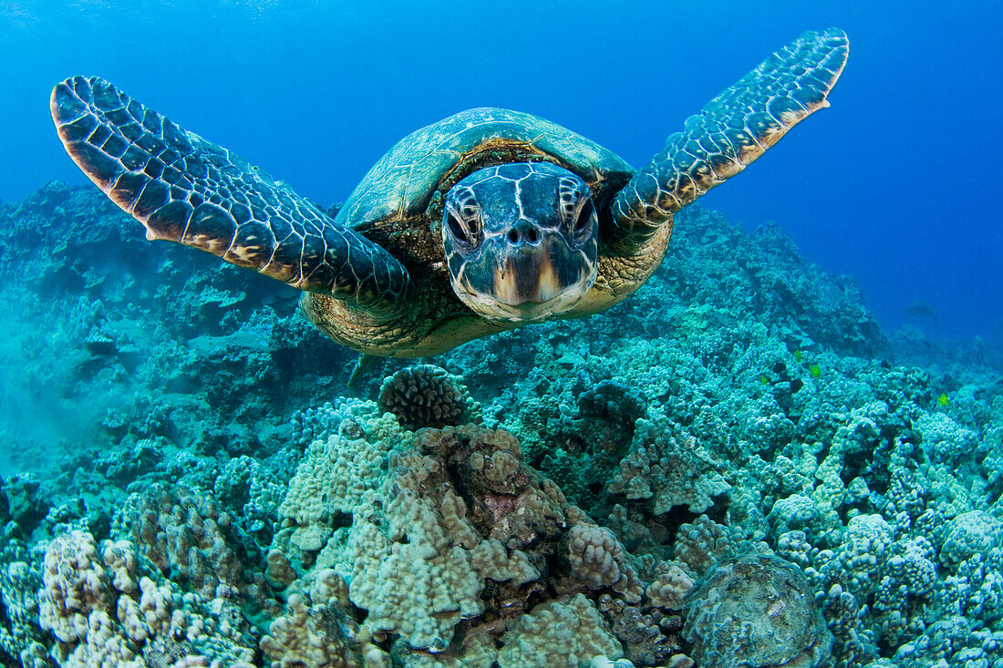 Hawaii, Green sea turtle (Chelonia mydas) gliding through the water.