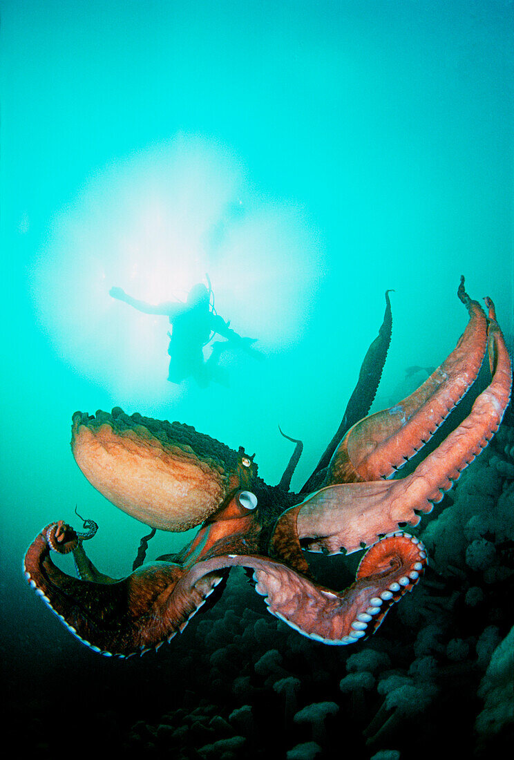 Canada, British Columbia, Giant pacific octopus with diver viewing down.