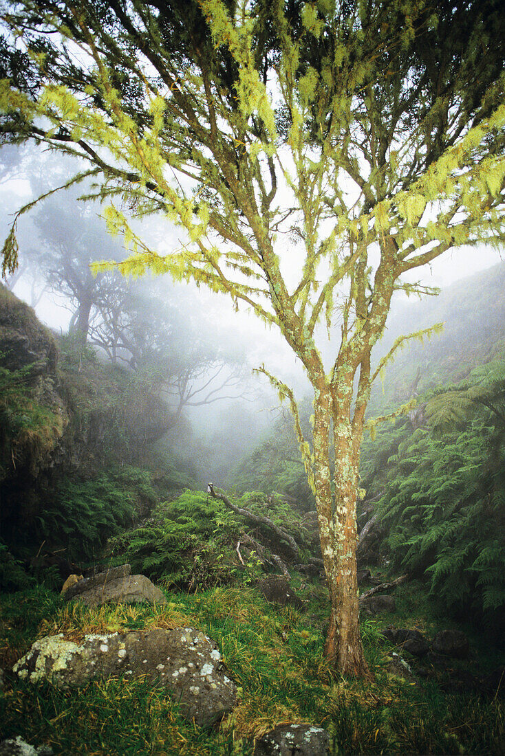 Hawaii, Maui, Kaupo, Tree with moss growth, lush greenery, foggy scenic.