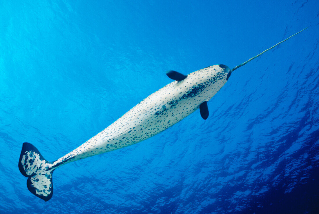 [DC], Male Narwhal (monodon monoceros) in clear blue ocean water near surface, View from below.