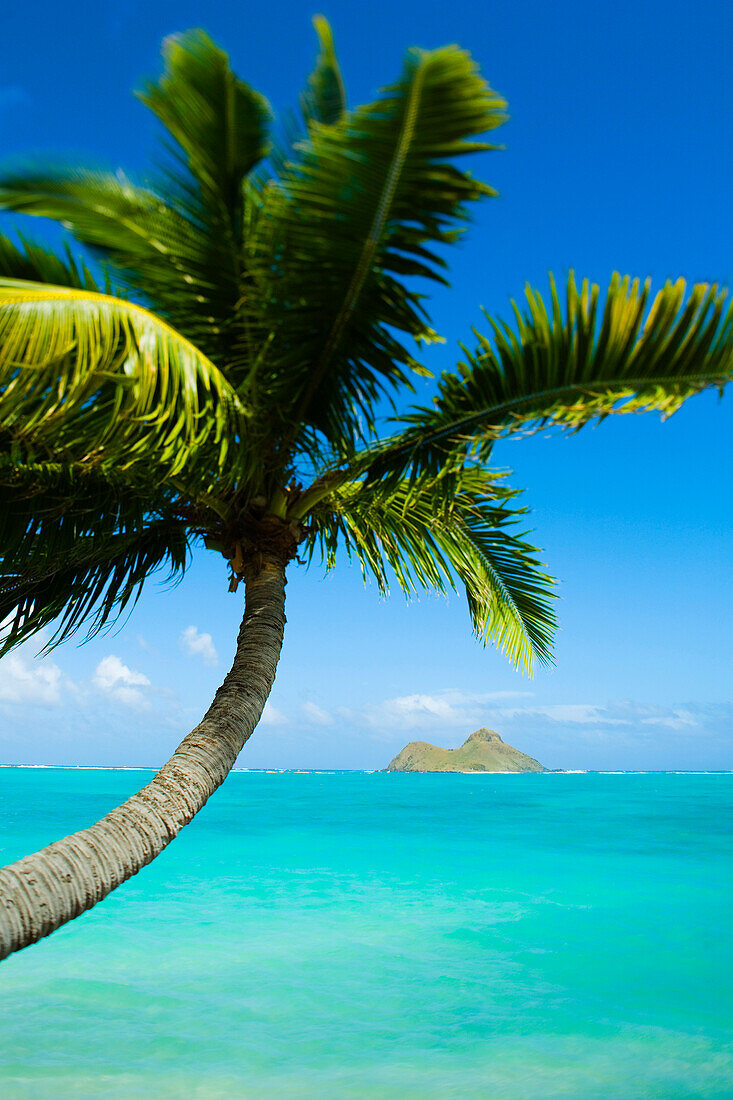 Hawaii, Oahu, Lanikai, Palm tree over blue ocean.