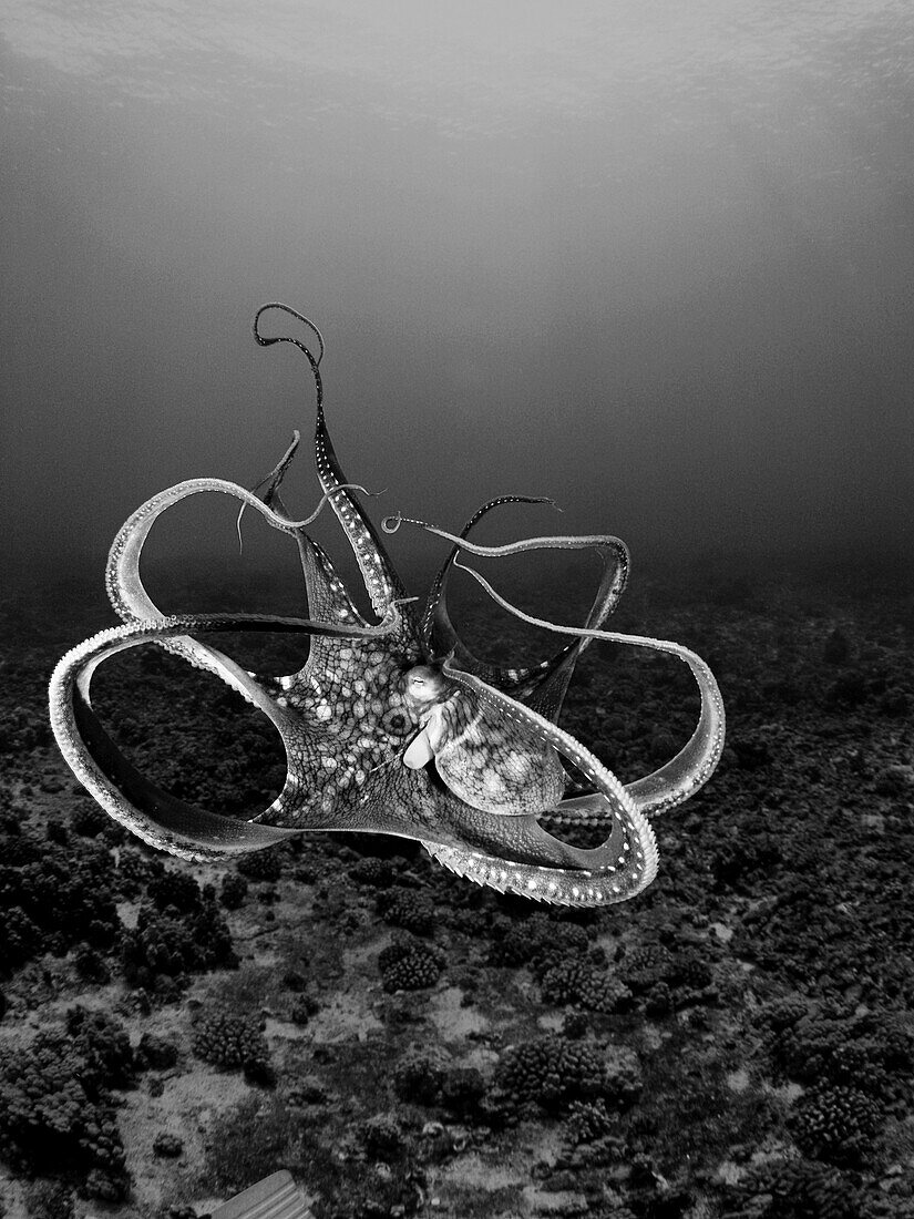 Hawaii, Day octopus (Octopus cyanea) in ocean water (Black and white photograph).
