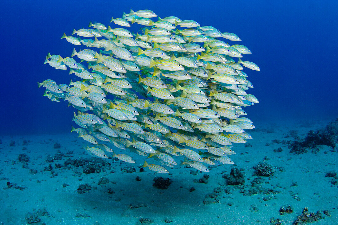 Hawaii, Bluestripe snapper (Lutjanus kasmira) were introduced to Hawaii in 1958 with the thought that they may become a food source.