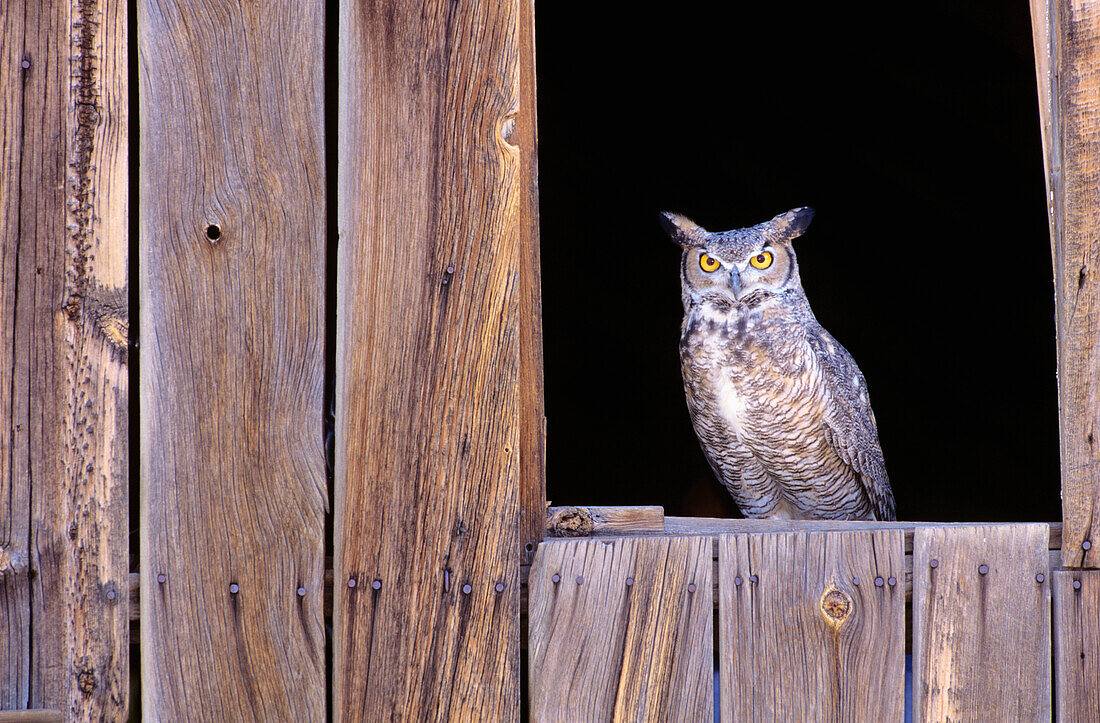 Great Horned Owl (Bubo virginianus) in barn window.