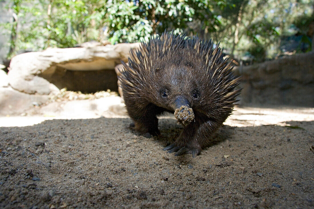 Australia, The short-beaked echidna (Tachyglossus aculeatus).