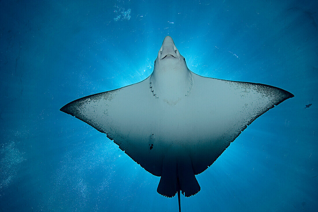 Micronesia, Palau, Spotted eagle ray (Aetobatus narinari), view from below, light coming from behind.