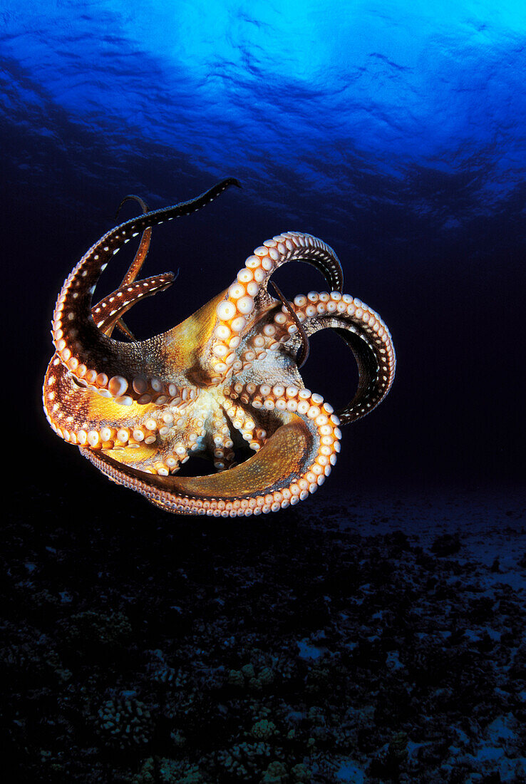 Hawaii, Day Octopus (Octopus cyanea), View of curling legs from underside, clear blue ocean water.