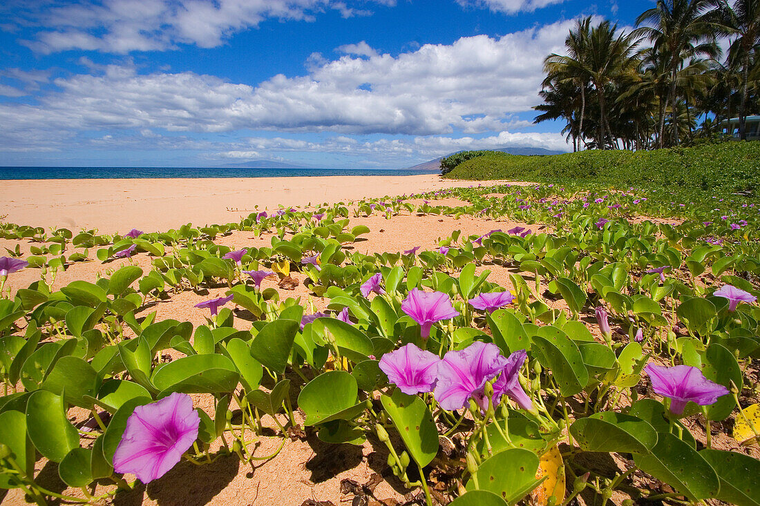 Hawaii, Maui, Kihei, Keawakapu Beach, Green leafy vines with pink flowers on shore.
