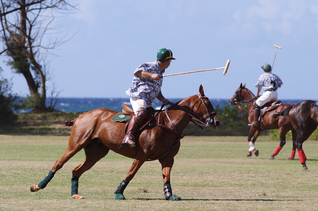 Hawaii, Oahu, North Shore, men on horseback playing polo on oceanside fields. NO MODEL RELEASE