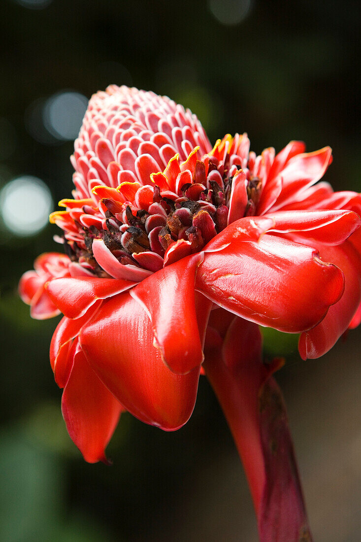 Close-up of a bright red Torch Ginger flower