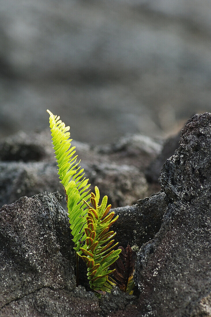 Hawaii, Big Island, Hawaii Volcanoes National Park, Chain of Craters Road, swordfern growing on Pahoehoe lava flow.