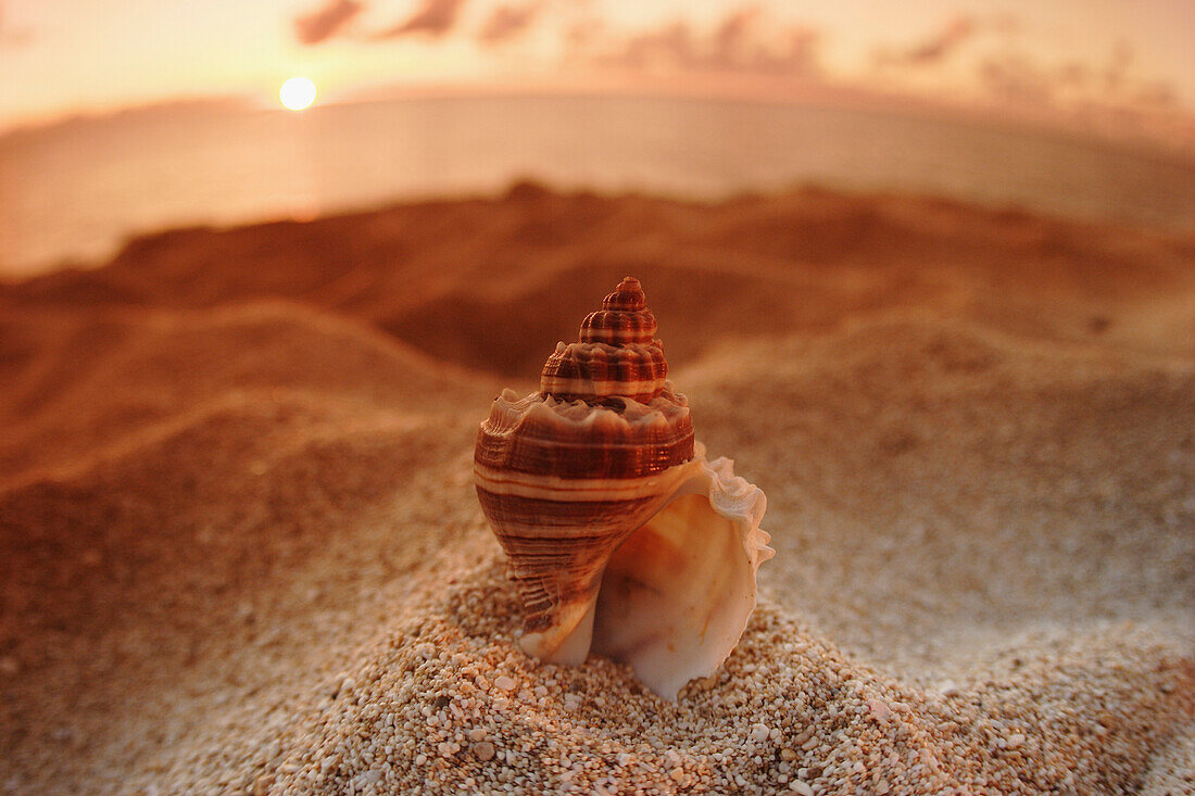 Hawaii, Oahu, North Shore, seashell stuck in the sand with sun setting behind it.