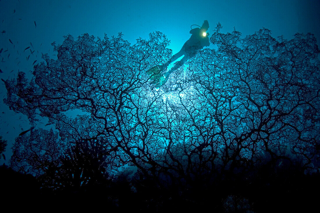 Indonesia, Banda Sea, Gorgonia sea fan dominates this reef scene with a diver.