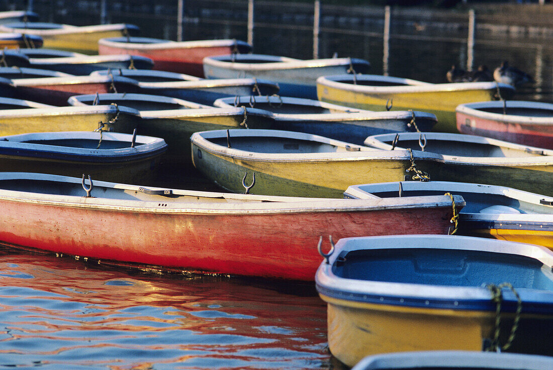 Japan, Tokyo, Ueno Park, colorful row boats tied together on lake.