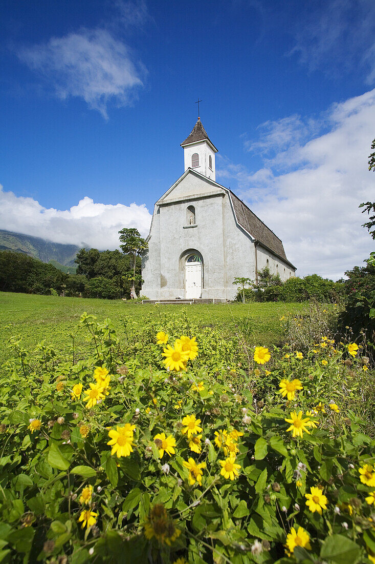 Hawaii, Maui, Kaupo, Old church with bright yellow flowers in foreground