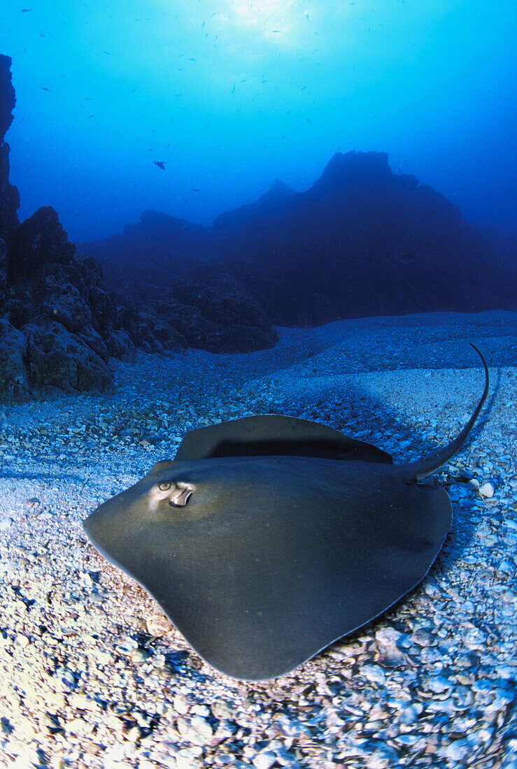 California, Baja, Socorro, Unidentified species of stingray on ocean floor, sunburst above.