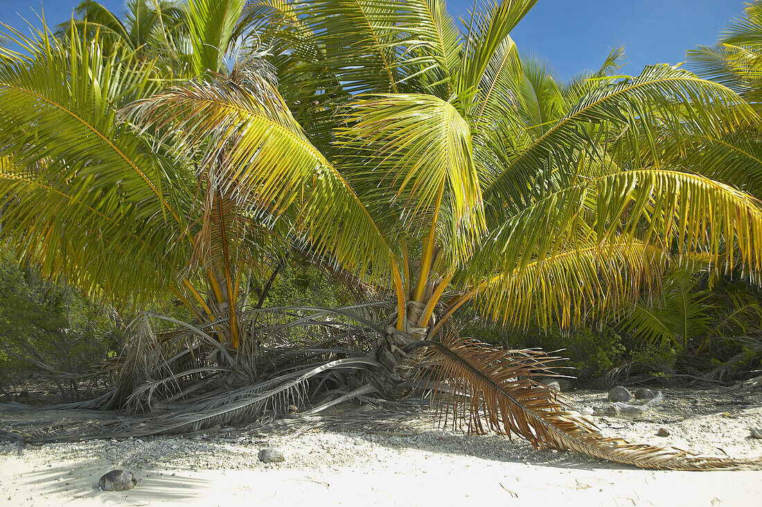 French Polynesia, Tuamotu, Palm trees growing low to the ground on white sand beach