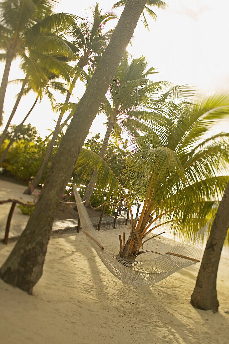 French Polynesia, Tahiti, Bora Bora, hammock tied between palm trees on sandy beach