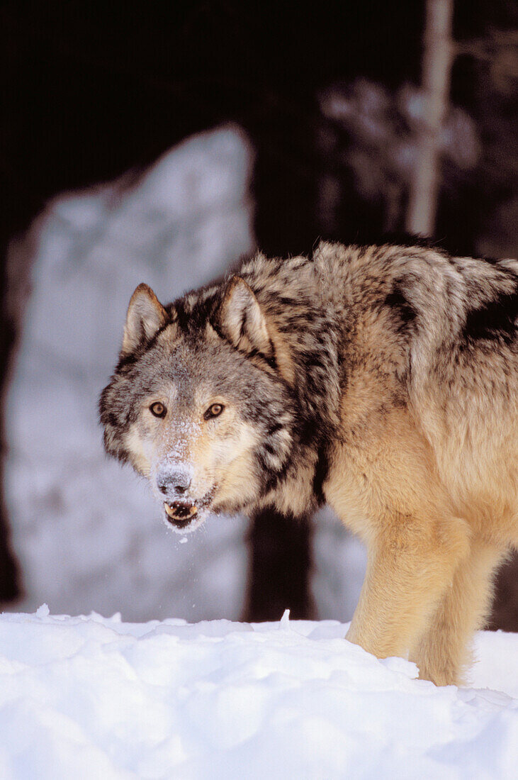 Alaska, Gray wolf stalking prey in deep winter snow.