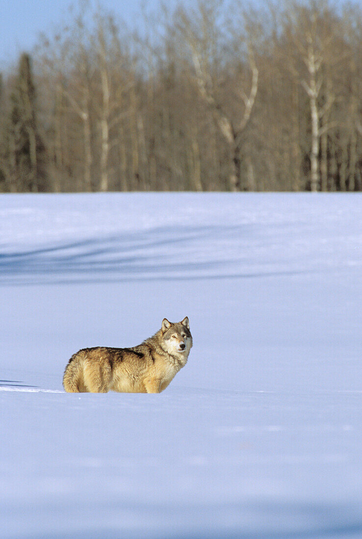 Alaska, Gray wolf standing in deep winter snow.