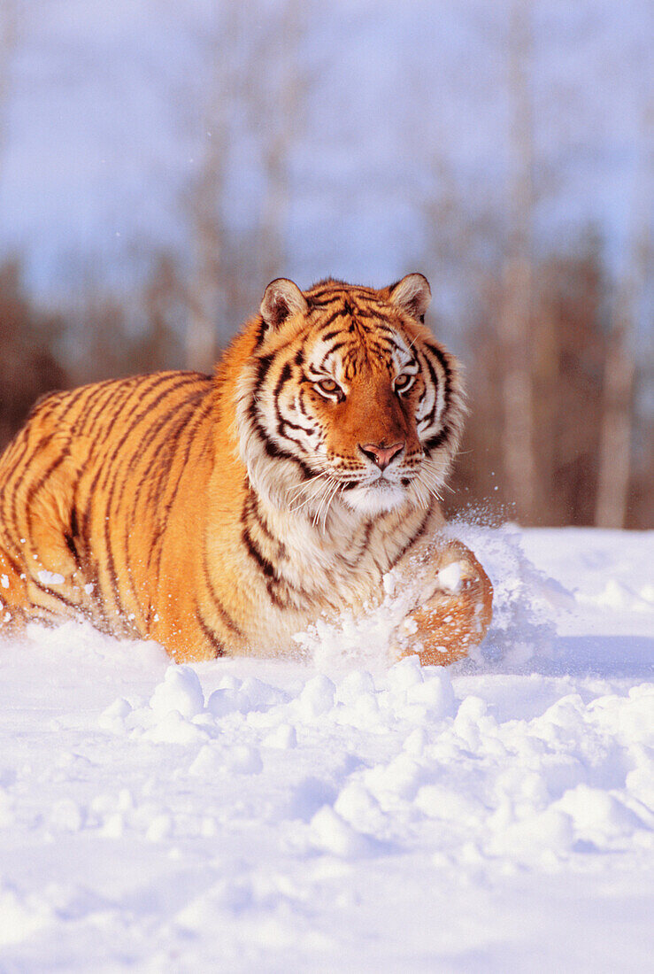 Alaska, Siberian Tiger (Panthera tigris altaica) stalking prey in deep winter snow.