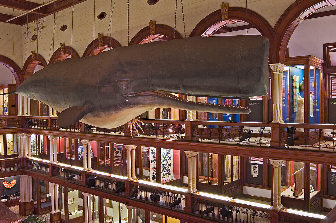 Hawaii, Oahu, Honolulu, Bishop Museum, Hawaiian Hall with sperm whale exhibit.
