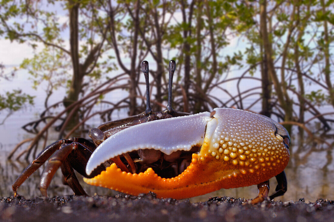 [DC] Indonesia, Fiddler crab (Uca) in mangrove forest.