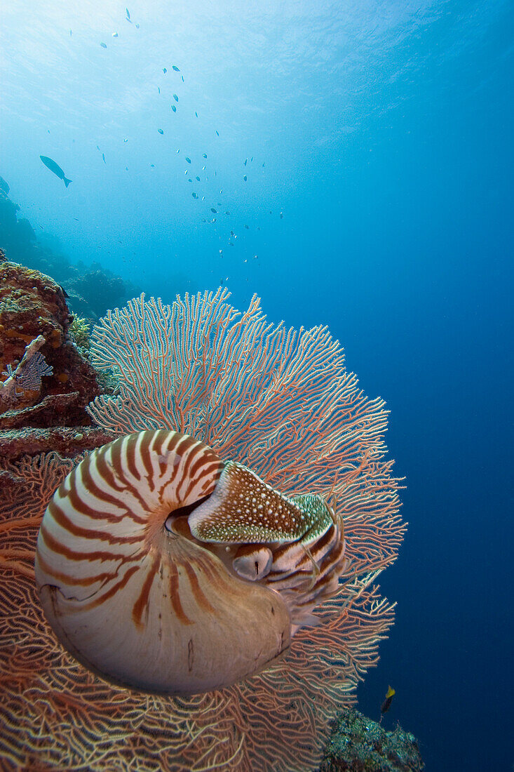 Micronesia, Palau, Chambered nautilus (Nautilus pompilius) floating among coral.